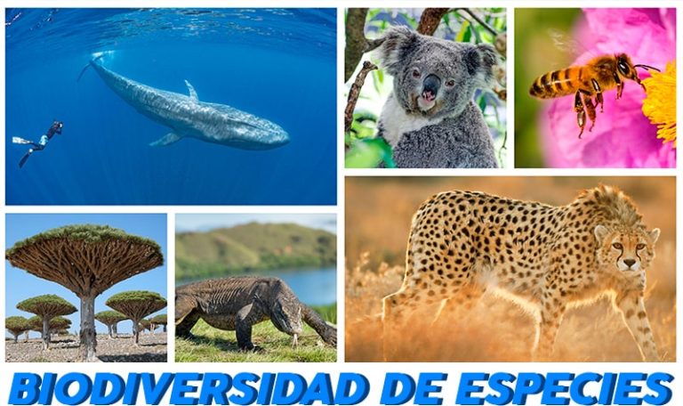 【Tipos De Biodiversidad】 Todos Los Tipos De Biodiversidad Existentes