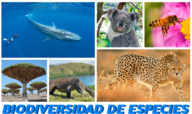 biodiversidad de especies