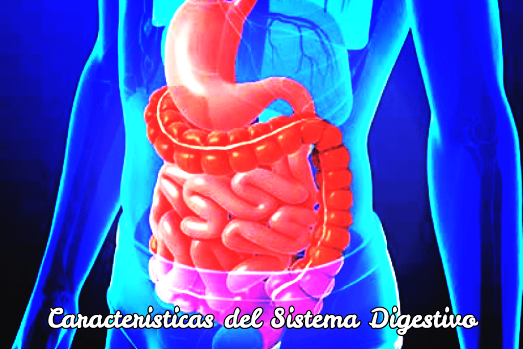 caracteristicas del sistema digestivo