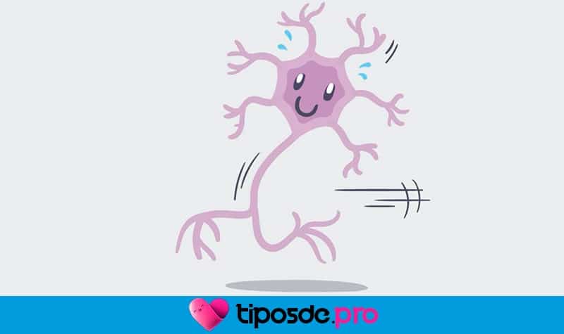 los diferentes tipos de neuronas