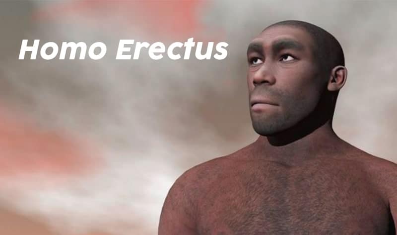 homo erectus